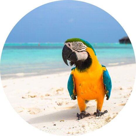 Schilderij Paradijselijke papegaai op een tropisch strand | Rond 60 cm glasschilderij