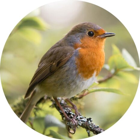 Schilderij Roodborstje in de vroege ochtend | Rond 50 cm glasschilderij Schilderij Roodborstje in de vroege ochtend | Rond 50 cm glasschilderij