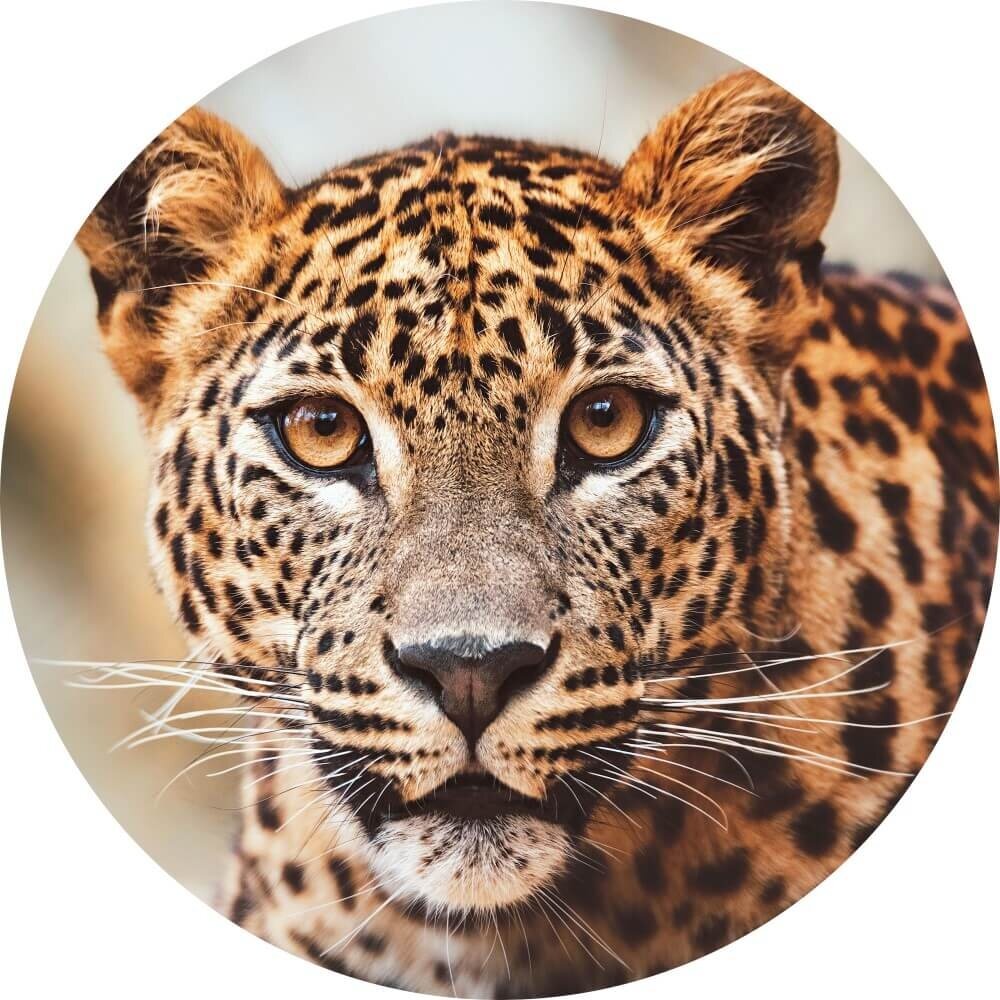 Schilderij Krachtig luipaard in beeld | Rond 70 cm glasschilderij Schilderij Krachtig luipaard in beeld | Rond 70 cm glasschilderij