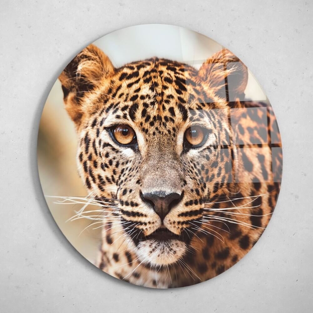 Schilderij Krachtig luipaard in beeld | Rond 70 cm glasschilderij Schilderij Krachtig luipaard in beeld | Rond 70 cm glasschilderij