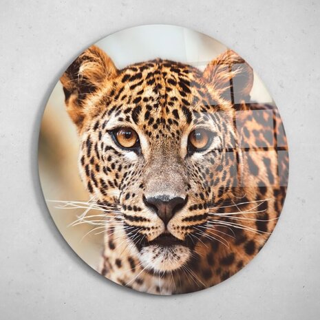 Schilderij Krachtig luipaard in beeld | Rond 70 cm glasschilderij Schilderij Krachtig luipaard in beeld | Rond 70 cm glasschilderij
