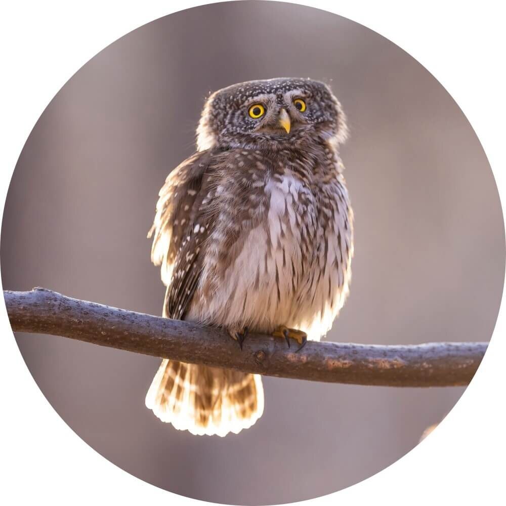 Schilderij Uil zittend op de tak in het bos | Rond 70 cm glasschilderij Schilderij Uil zittend op de tak in het bos | Rond 70 cm glasschilderij
