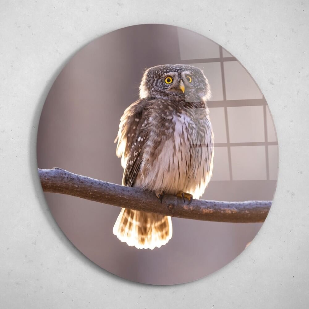 Schilderij Uil zittend op de tak in het bos | Rond 70 cm glasschilderij Schilderij Uil zittend op de tak in het bos | Rond 70 cm glasschilderij