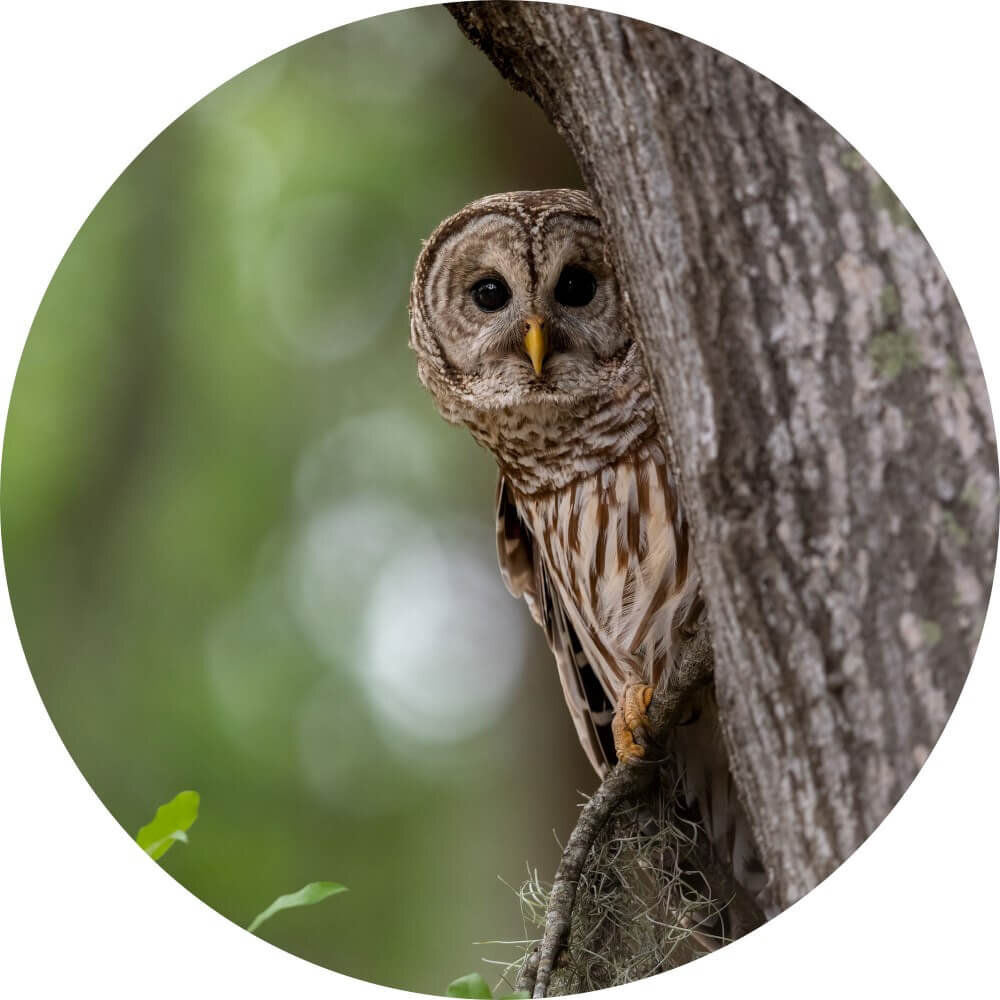 Schilderij Uil verborgen in de bomen | Rond 60 cm glasschilderij Schilderij Uil verborgen in de bomen | Rond 60 cm glasschilderij