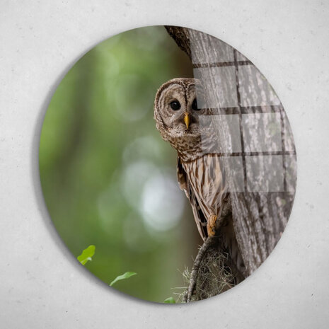 Schilderij Uil verborgen in de bomen | Rond 60 cm glasschilderij Schilderij Uil verborgen in de bomen | Rond 60 cm glasschilderij