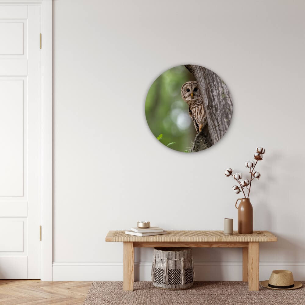 Schilderij Uil verborgen in de bomen | Rond 60 cm glasschilderij Schilderij Uil verborgen in de bomen | Rond 60 cm glasschilderij