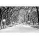 Winterse laan in Central Park New York | 150 x 100 cm Winterse laan in Central Park New York | 150 x 100 cm
