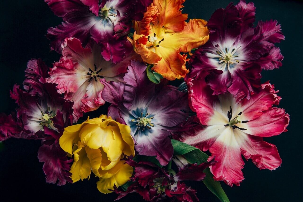 Schilderij Frivole tulpen in paars roze en geel | 60 x 40 cm glasschilderij Schilderij Frivole tulpen in paars roze en geel | 60 x 40 cm glasschilderij