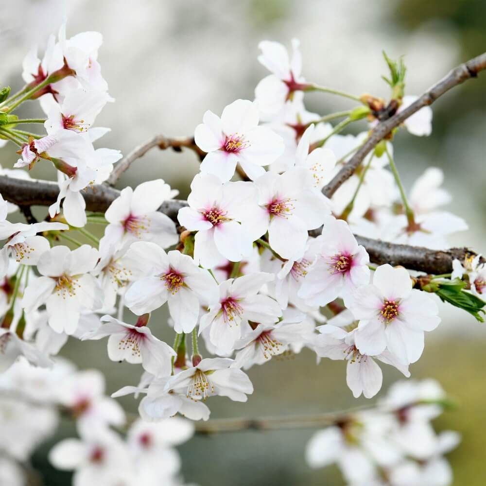 Takken vol witte bloesem Takken vol witte bloesem