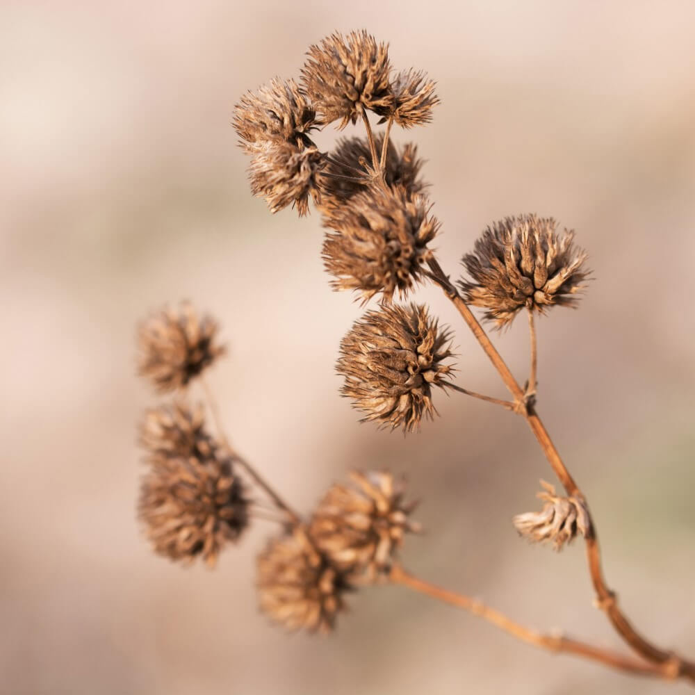 Solo gedroogde tak met bolletjes Solo gedroogde tak met bolletjes