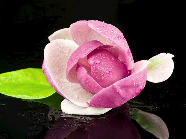 Schilderij Magnolia weerspiegelend in het water | 120 x 90 cm glasschilderij Schilderij Magnolia weerspiegelend in het water | 120 x 90 cm glasschilderij