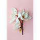 Lieflijk trio van witte magnolia | 60 x 90 cm Lieflijk trio van witte magnolia | 60 x 90 cm