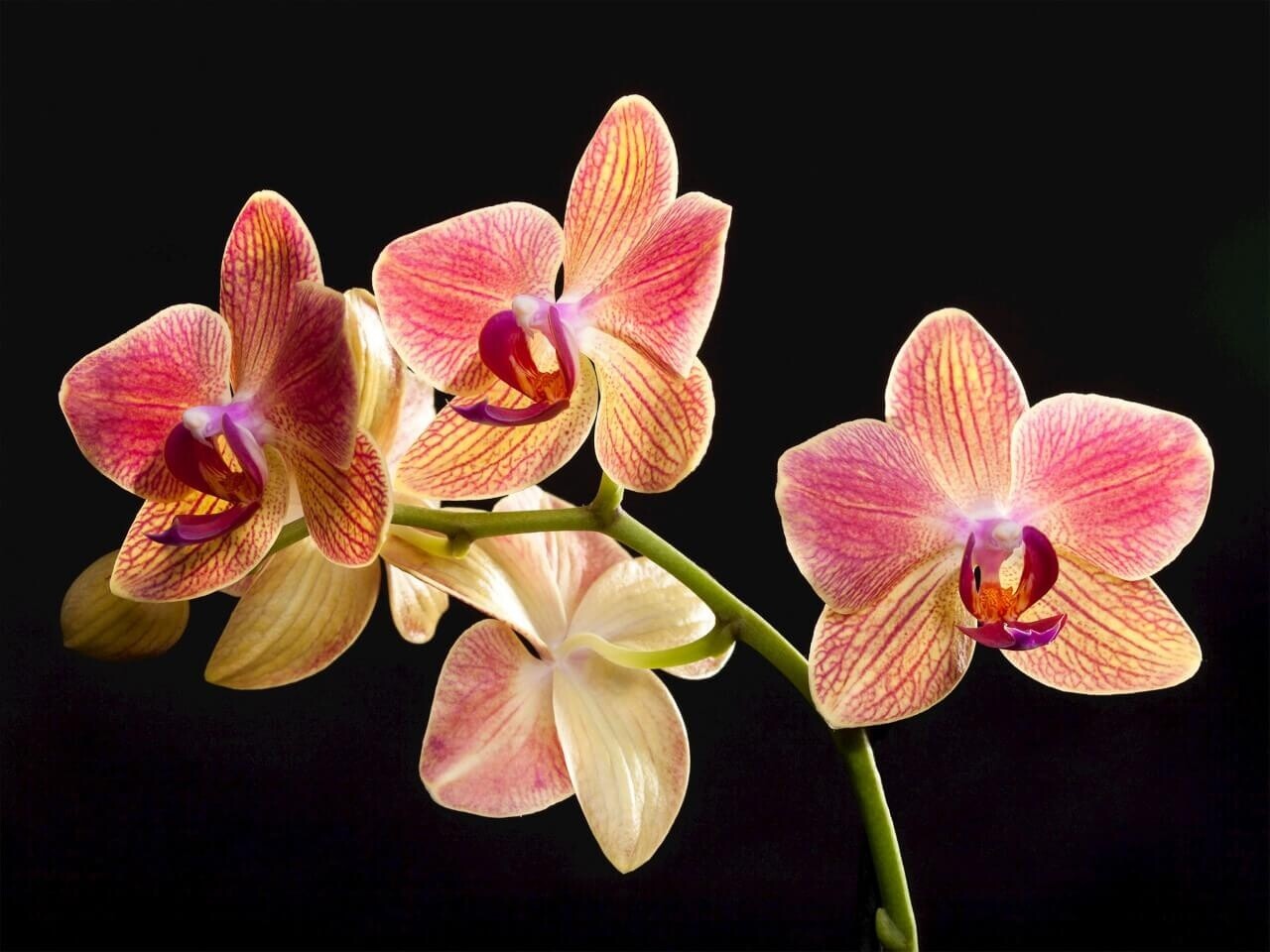 Schilderij Frivole orchidee tak met roze bloemen | 80 x 60 cm glasschilderij Schilderij Frivole orchidee tak met roze bloemen | 80 x 60 cm glasschilderij