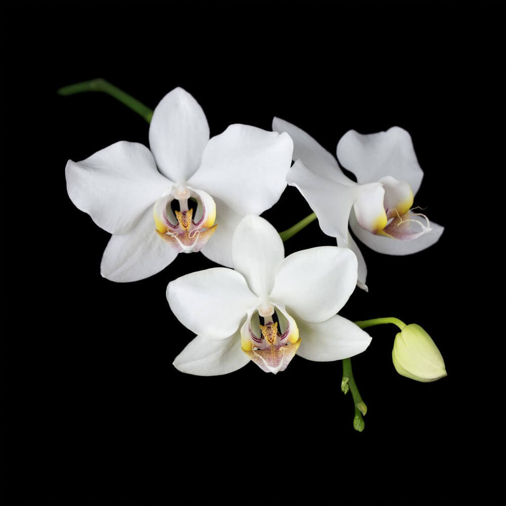 Close-up witte orchidee bloemen Close-up witte orchidee bloemen