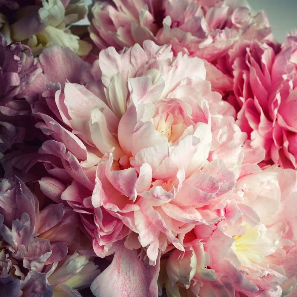 Samenspel van helder roze pioenrozen Samenspel van helder roze pioenrozen