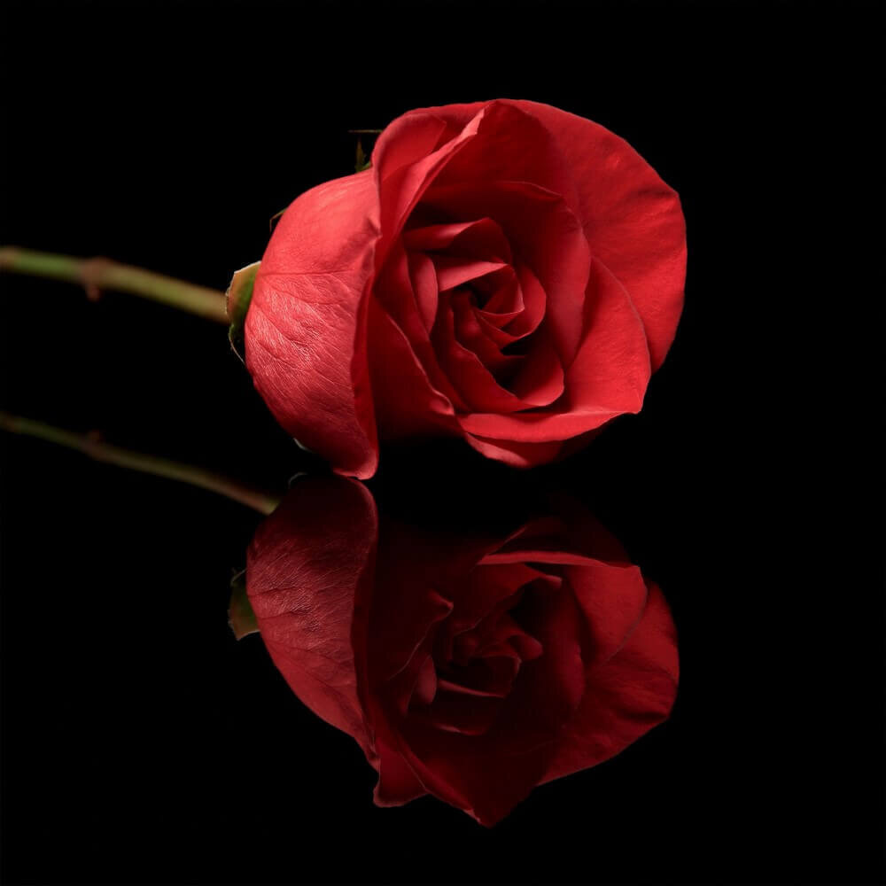 Schilderij Weerspiegeling van rode roos | 90 x 90 cm glasschilderij Schilderij Weerspiegeling van rode roos | 90 x 90 cm glasschilderij