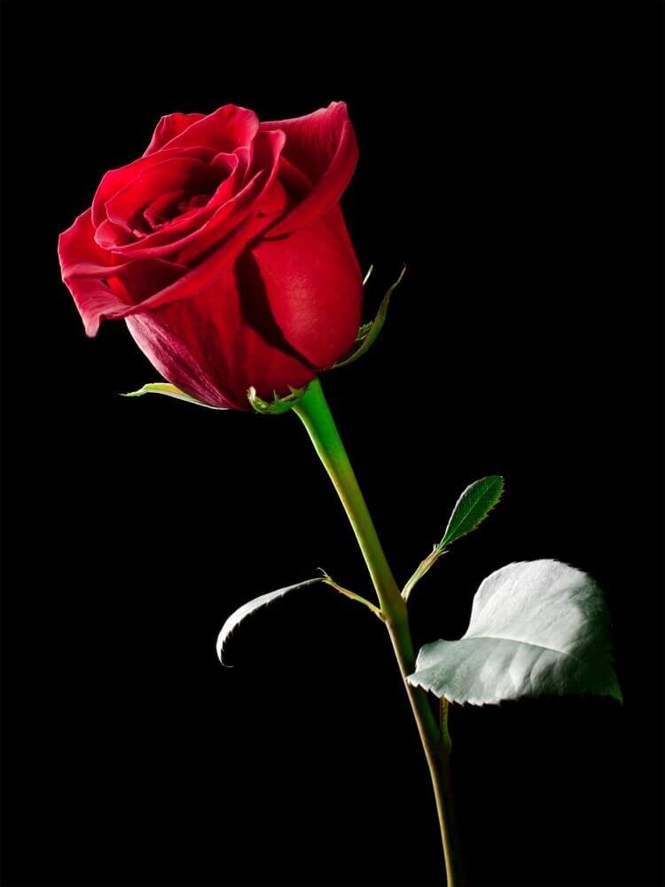 Schilderij Portret van enkele rode roos | 60 x 80 cm glasschilderij Schilderij Portret van enkele rode roos | 60 x 80 cm glasschilderij