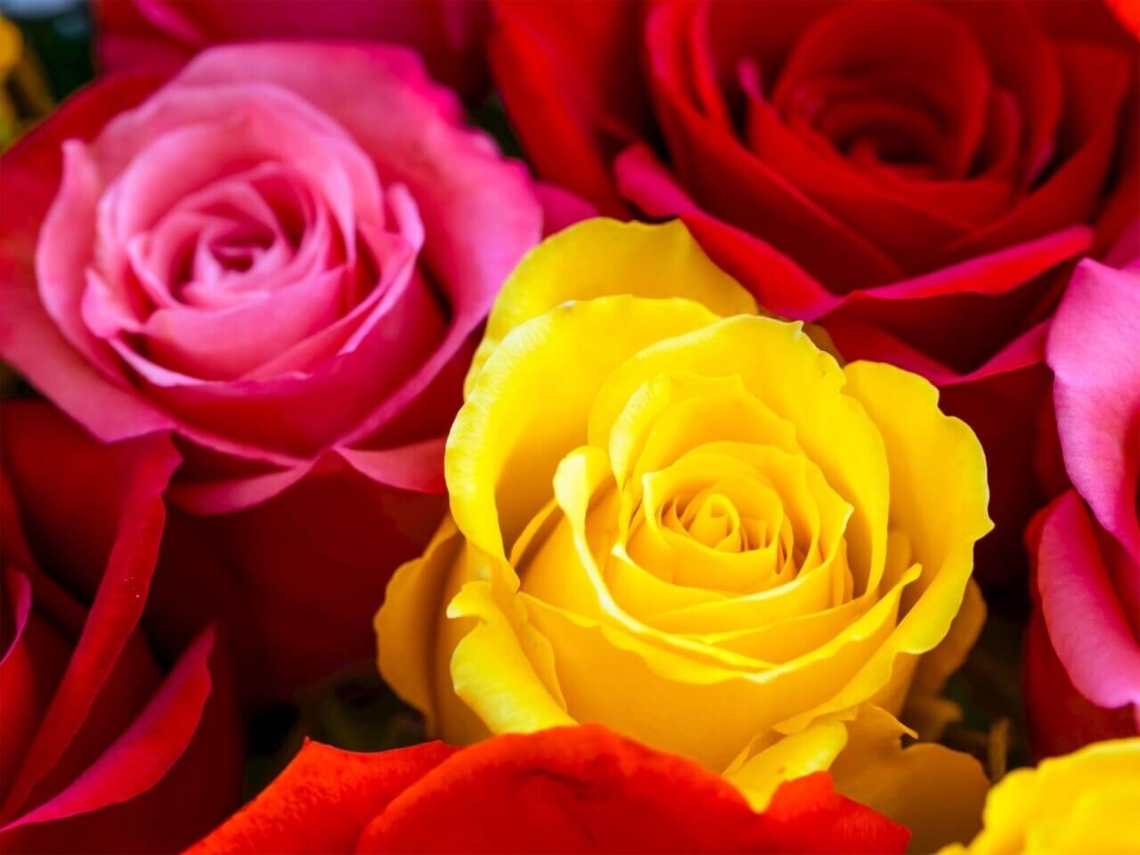 Schilderij Zonnig boeket van rode roze en gele rozen | 80 x 60 cm glasschilderij Schilderij Zonnig boeket van rode roze en gele rozen | 80 x 60 cm glasschilderij