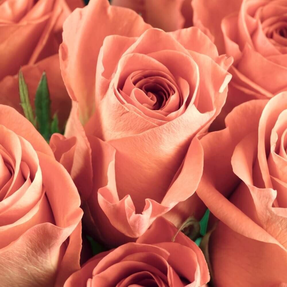 Schilderij Verzameling zalmroze rozen | 80 x 80 cm glasschilderij Schilderij Verzameling zalmroze rozen | 80 x 80 cm glasschilderij