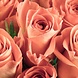 Verzameling zalmroze rozen | 80 x 80 cm Verzameling zalmroze rozen | 80 x 80 cm
