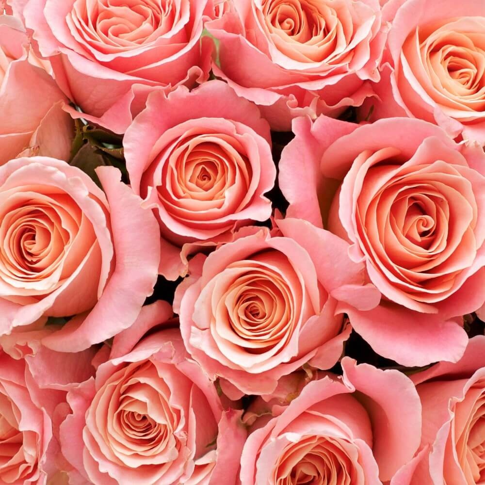 Samenspel van zoetroze rozen