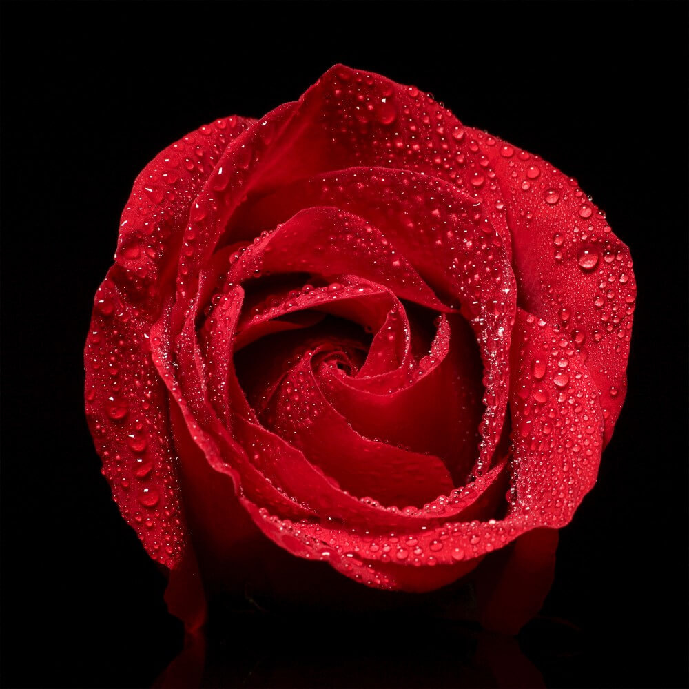 Detail van rode roos met druppeltje