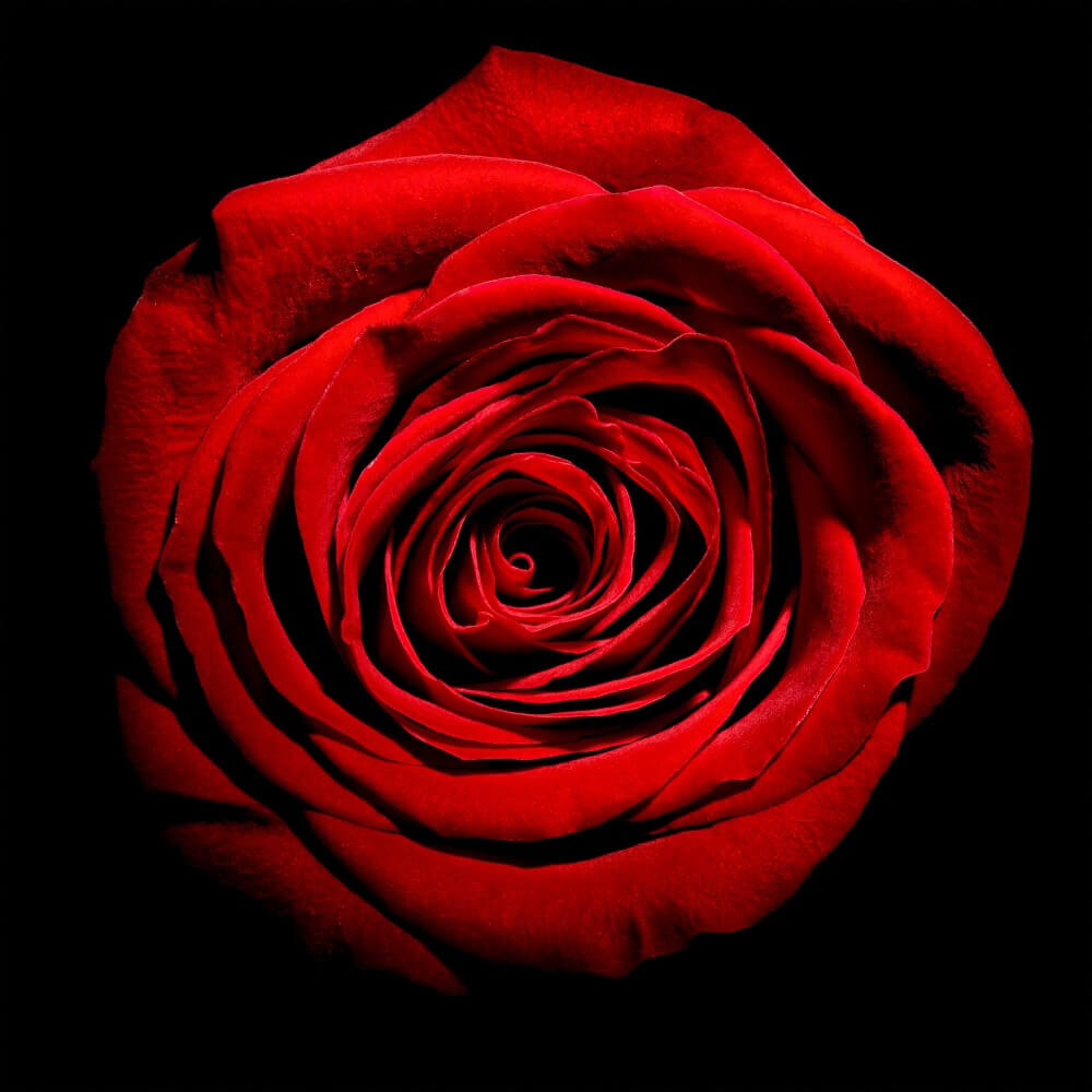 Rode roos minimalistisch en abstract