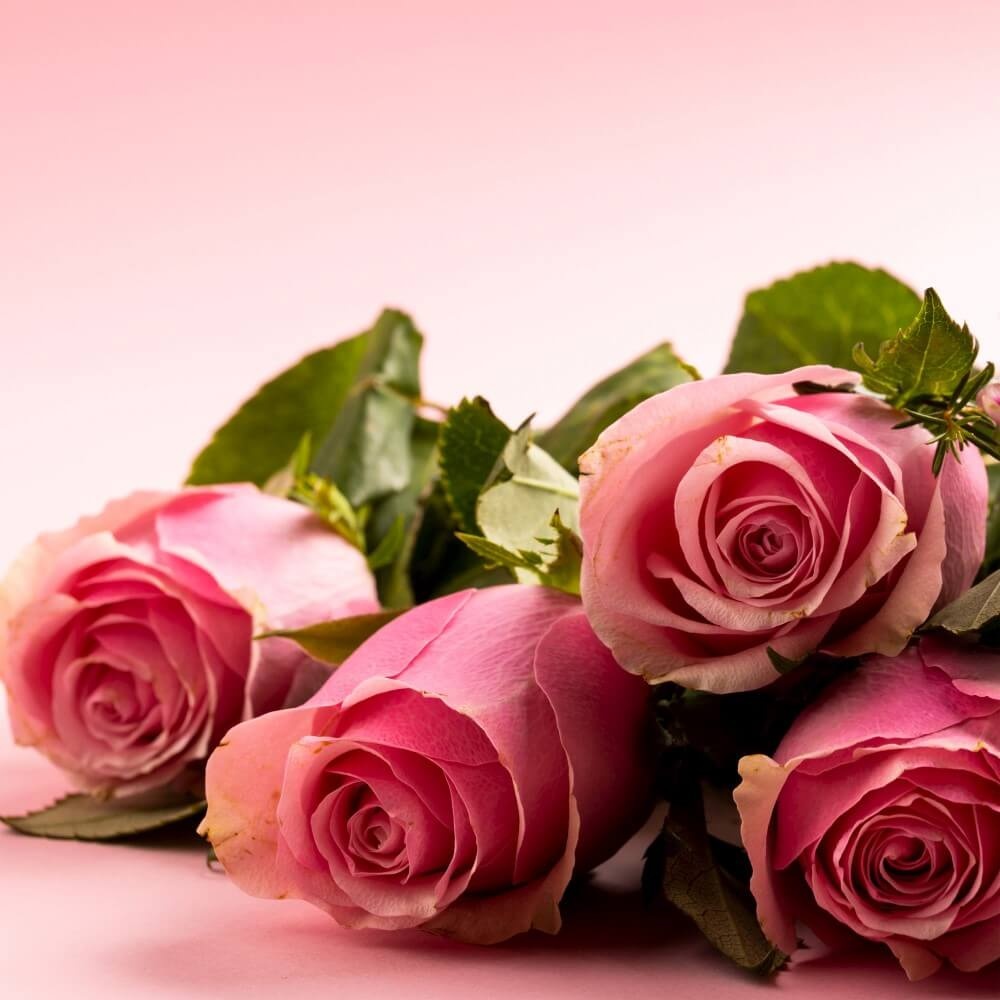 Portret van liggende roze rozen