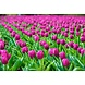 Rijen vol paarse tulpen | 60 x 40 cm Rijen vol paarse tulpen | 60 x 40 cm