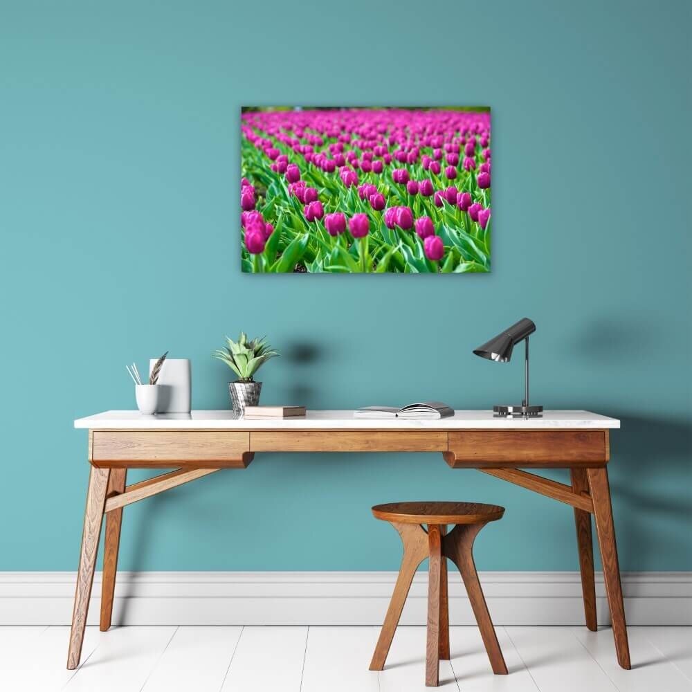 Schilderij Rijen vol paarse tulpen | 60 x 40 cm glasschilderij Schilderij Rijen vol paarse tulpen | 60 x 40 cm glasschilderij