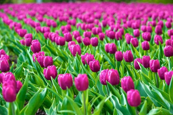 Schilderij Rijen vol paarse tulpen | 90 x 60 cm glasschilderij Schilderij Rijen vol paarse tulpen | 90 x 60 cm glasschilderij