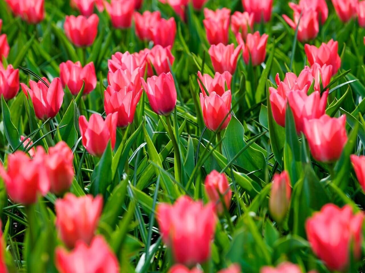 Schilderij Vrolijke roze tulpen | 80 x 60 cm glasschilderij Schilderij Vrolijke roze tulpen | 80 x 60 cm glasschilderij