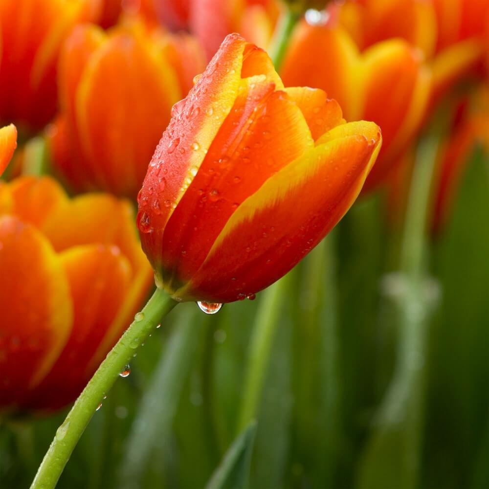 Veld vol roodgele tulpen