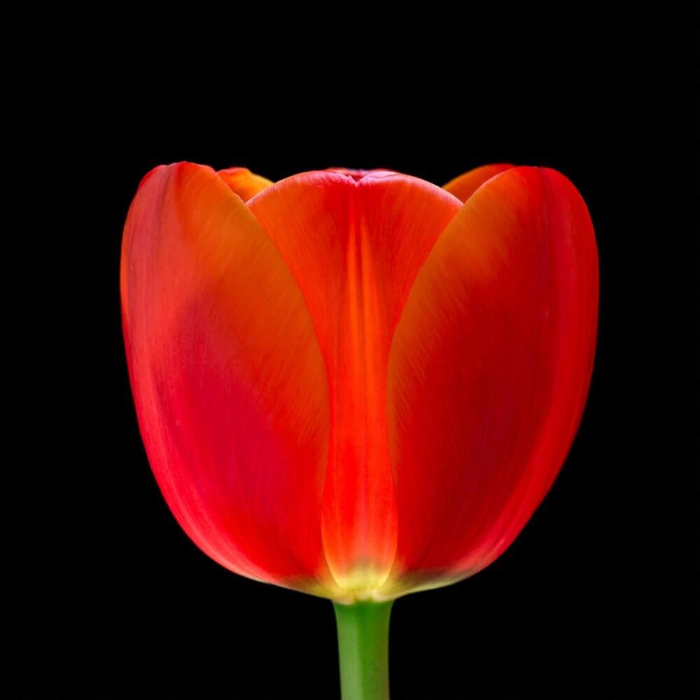 Rode tulp uitgelicht met zwarte achtergrond