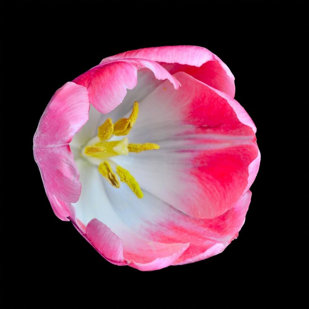 Detail binnenin een roze tulp