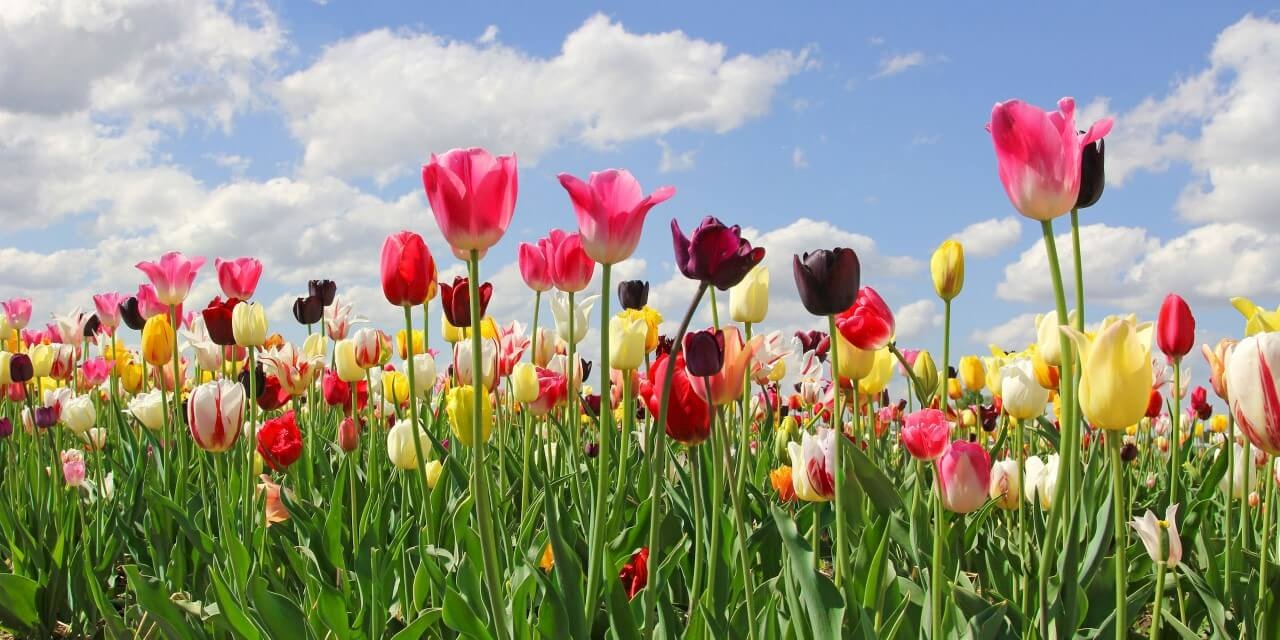 Zomerse verzameling tulpen in het veld