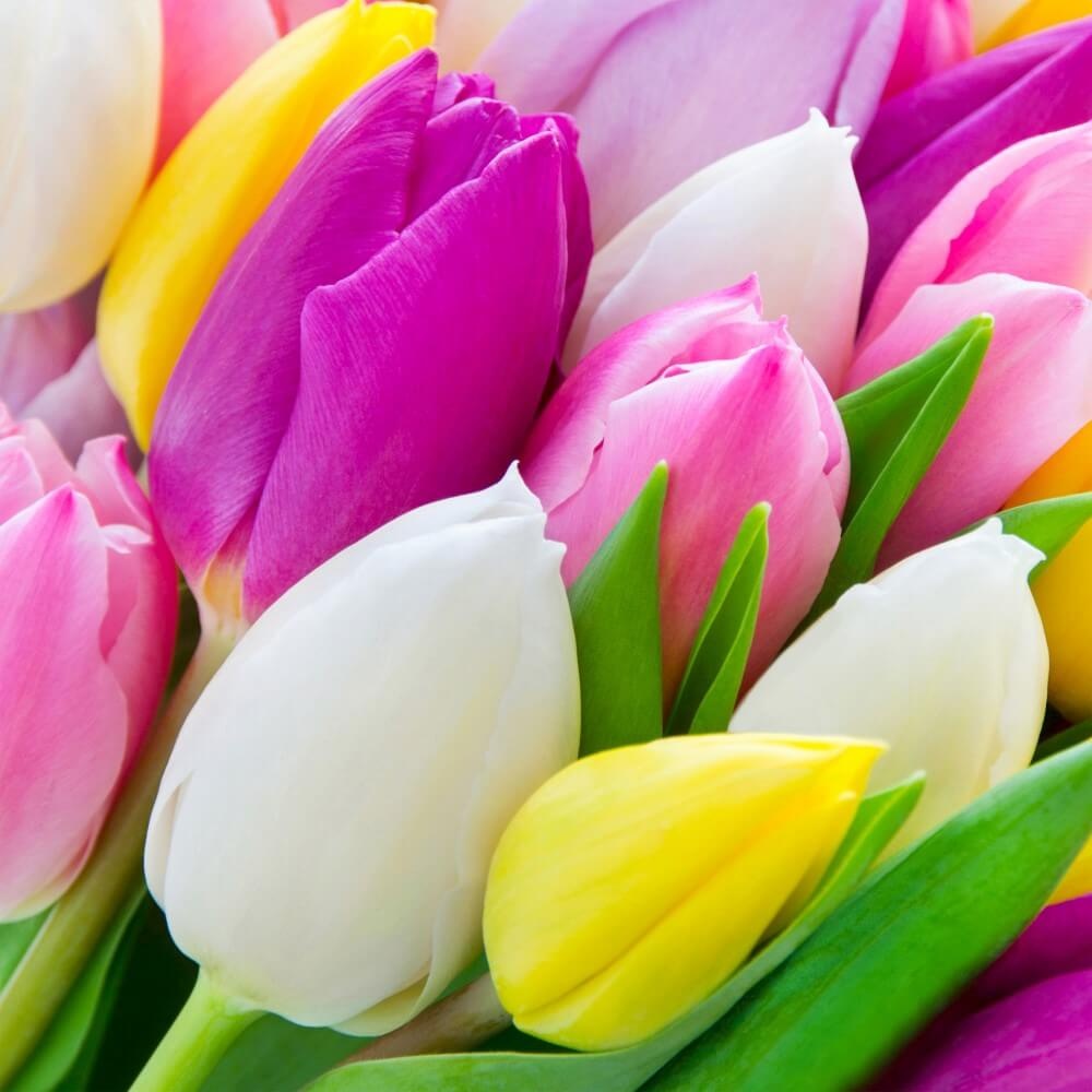 Kleurrijk bosje tulpen