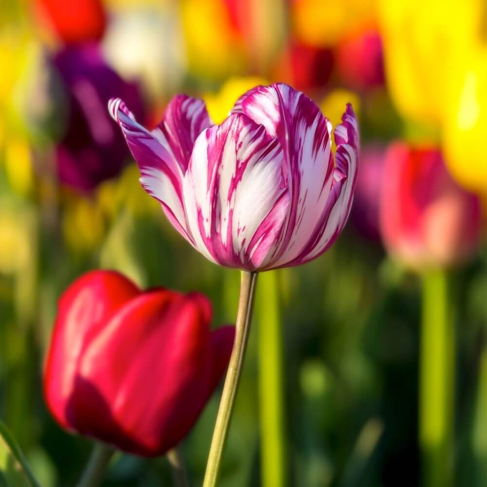 Tweekleurige tulp in paars en wit