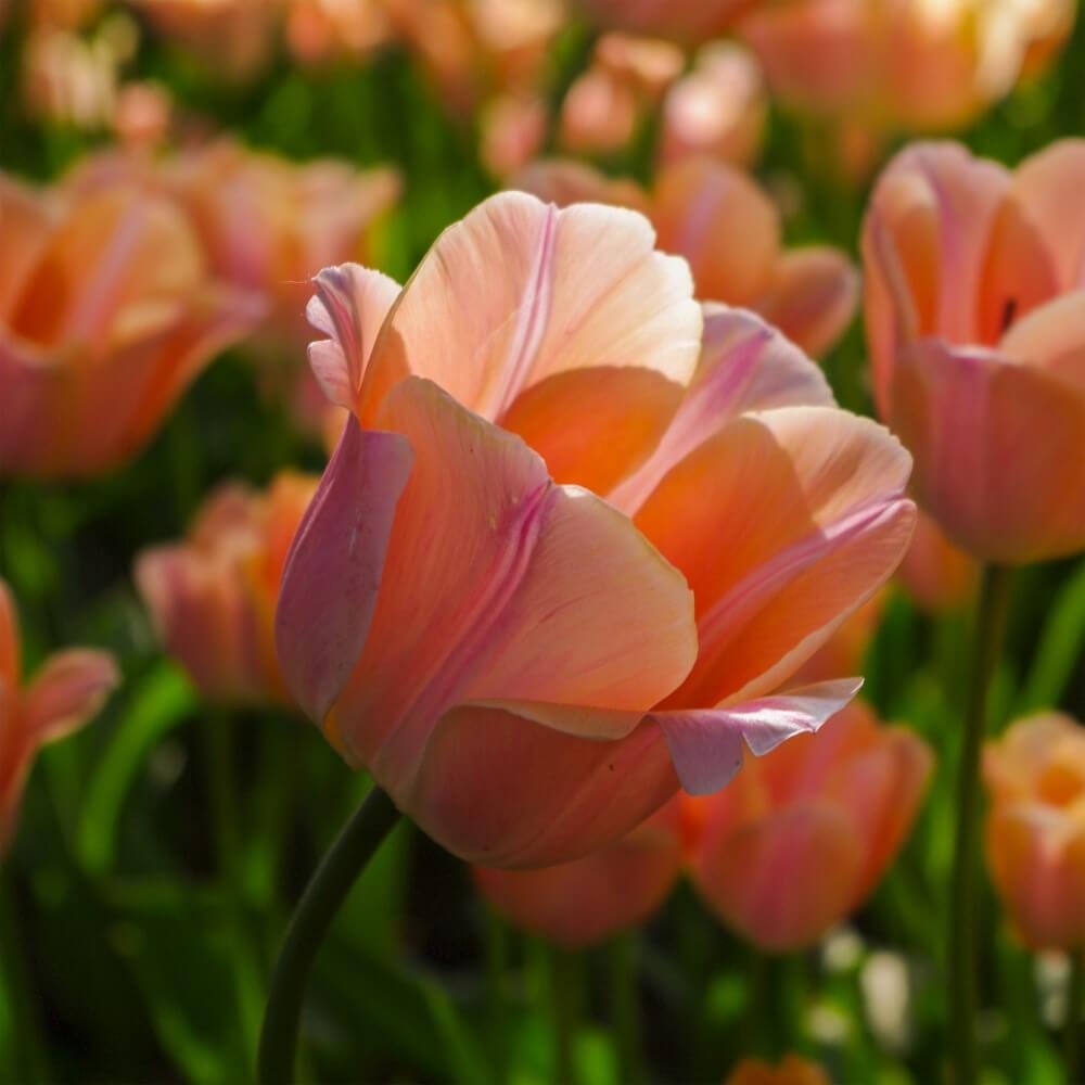 Zalmroze tulpen in ochtendlicht