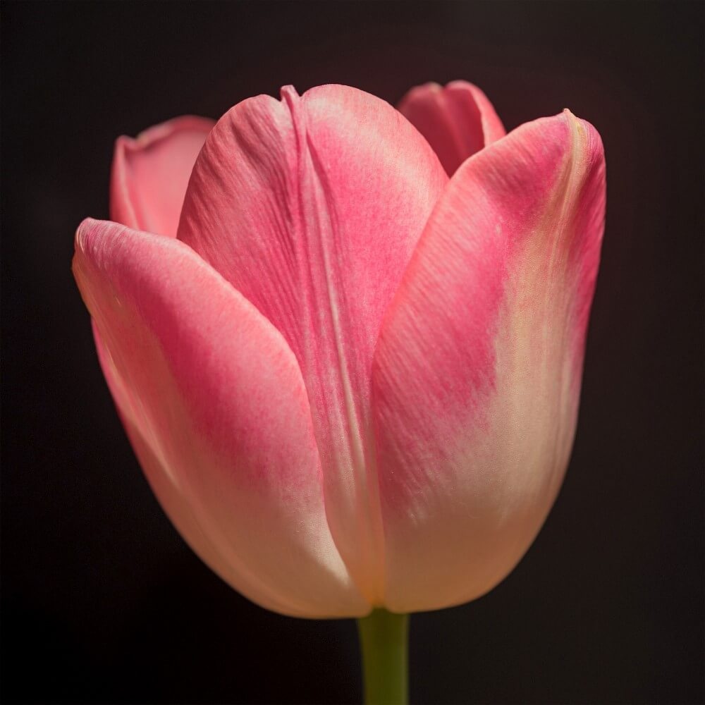 Minimalistische roze tulp in vaas