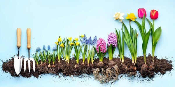 Schilderij Panorama lentebloeiers op een bedje van zand | 60 x 30 cm glasschilderij Schilderij Panorama lentebloeiers op een bedje van zand | 60 x 30 cm glasschilderij