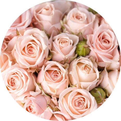 Schilderij Oase van lichtroze rozen | Rond 60 cm glasschilderij Schilderij Oase van lichtroze rozen | Rond 60 cm glasschilderij