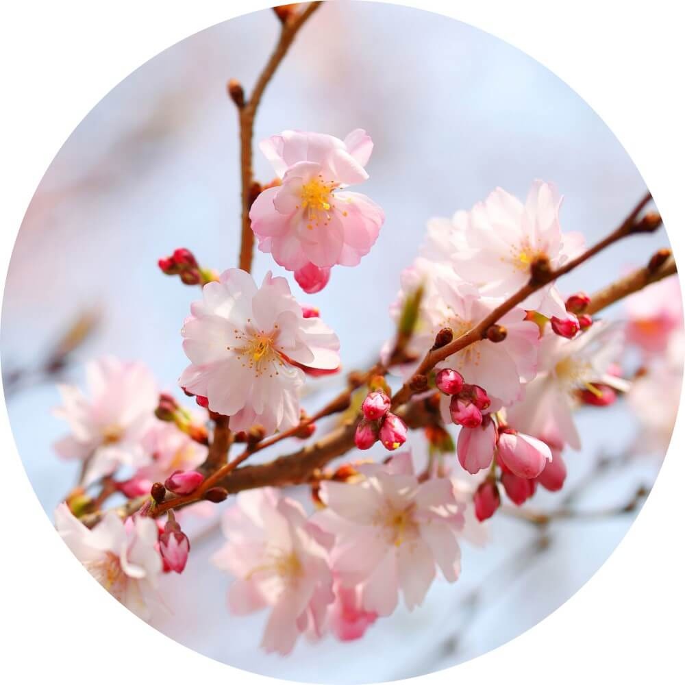 Muurcirkel Ontluikende kersenbloesem Muurcirkel Ontluikende kersenbloesem