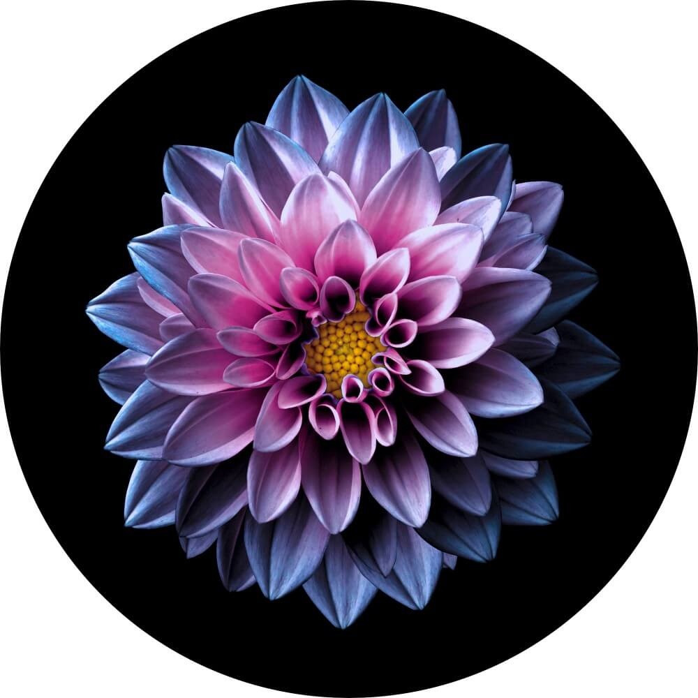 Muurcirkel Mooie abstracte dahlia in paars en roze Muurcirkel Mooie abstracte dahlia in paars en roze