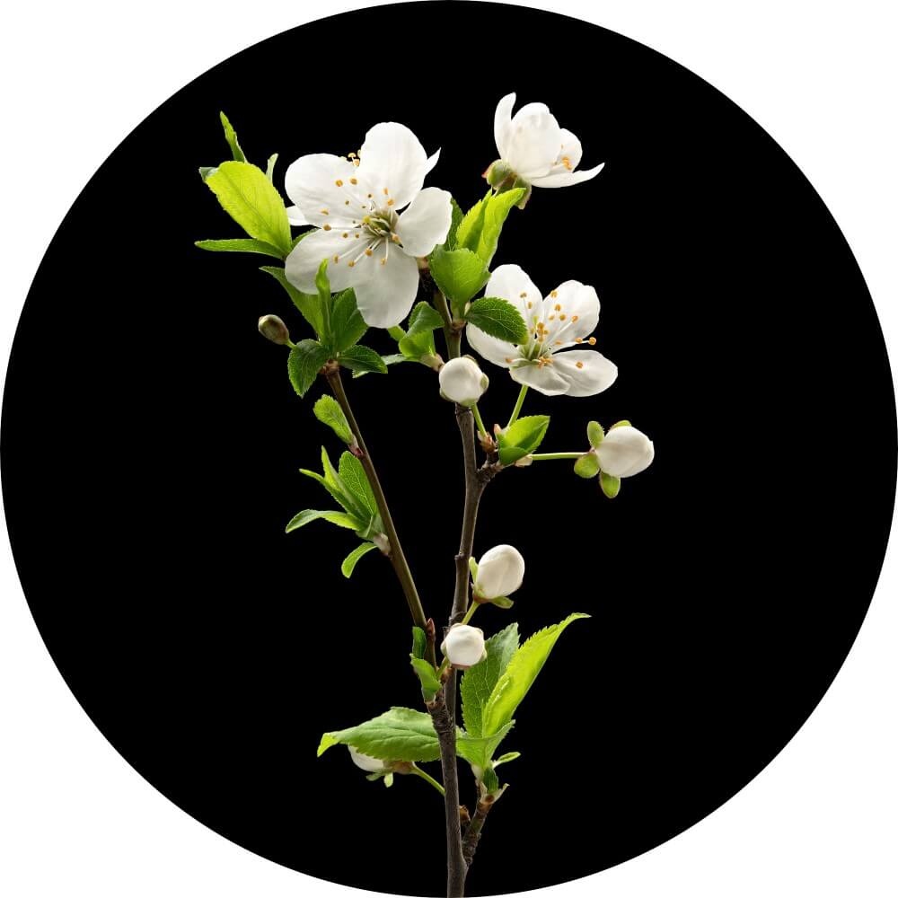 Muurcirkel Solo tak witte kersenbloesem met zwarte achtergrond Muurcirkel Solo tak witte kersenbloesem met zwarte achtergrond