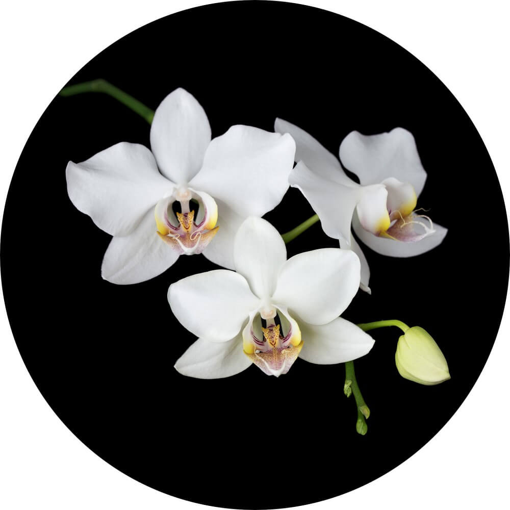 Muurcirkel Close-up witte orchidee bloemen Muurcirkel Close-up witte orchidee bloemen