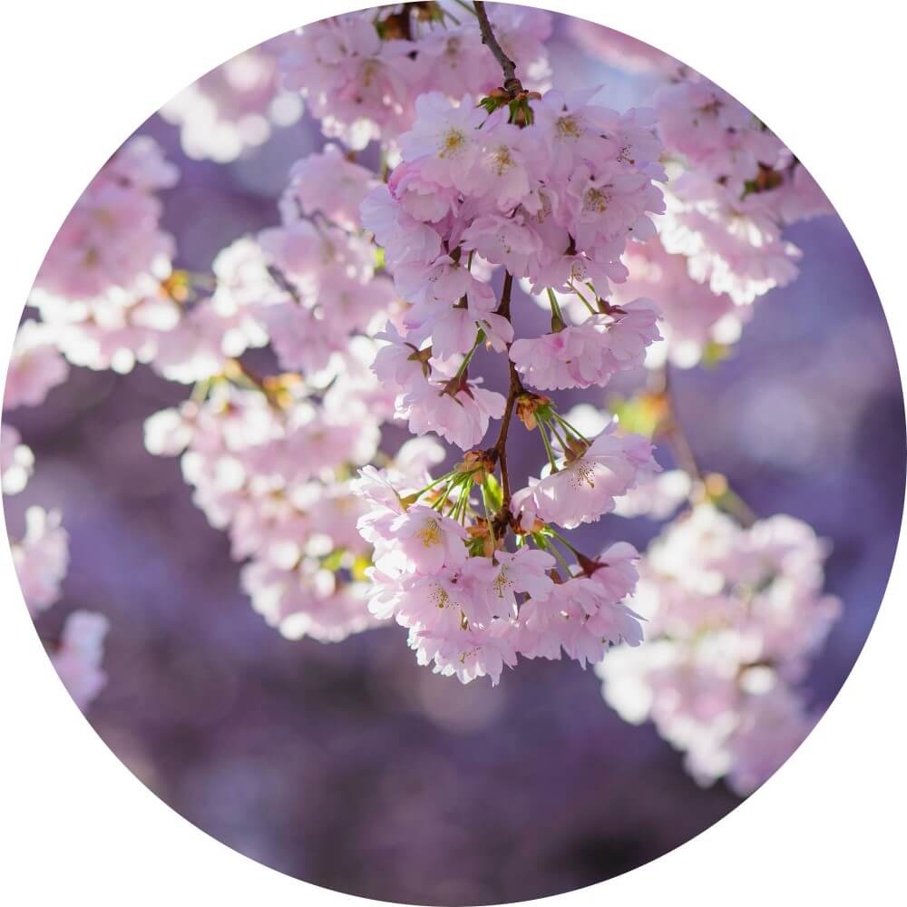Muurcirkel Hangende tak met lichtroze bloesem Muurcirkel Hangende tak met lichtroze bloesem