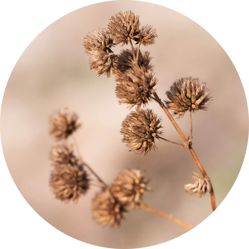 Muurcirkel Solo gedroogde tak met bolletjes Muurcirkel Solo gedroogde tak met bolletjes