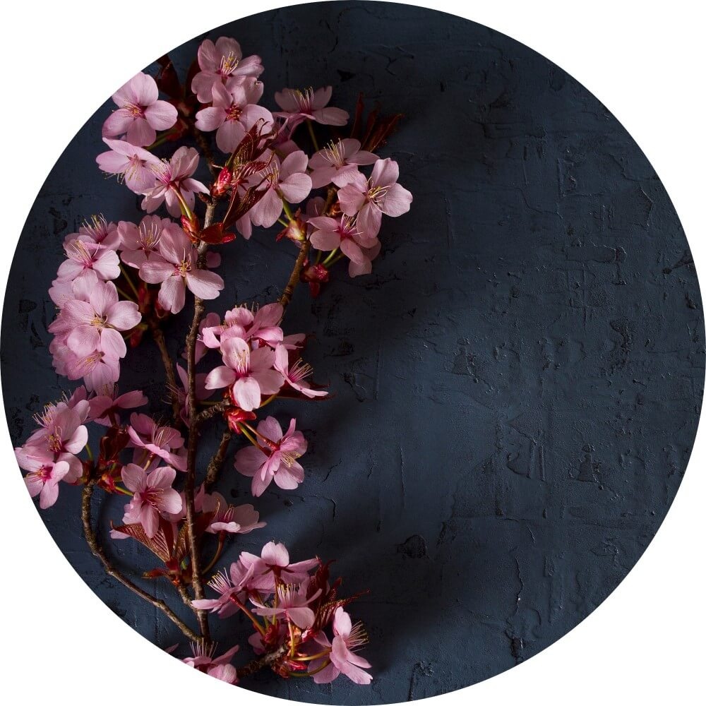 Muurcirkel Roze bloesem op donkere ondergrond Muurcirkel Roze bloesem op donkere ondergrond