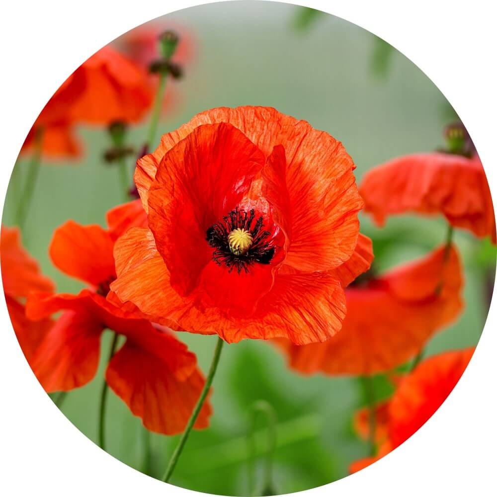 Muurcirkel Klaprozen in de tuin Muurcirkel Klaprozen in de tuin